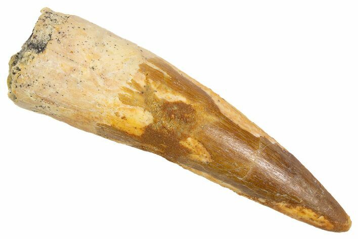 Fossil Spinosaurus Tooth - Real Dinosaur Tooth #305758